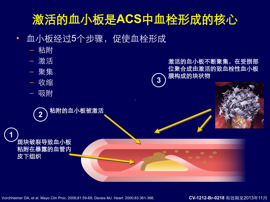 抗血栓药的发展及替格瑞洛的早期研究课件.ppt_第3页