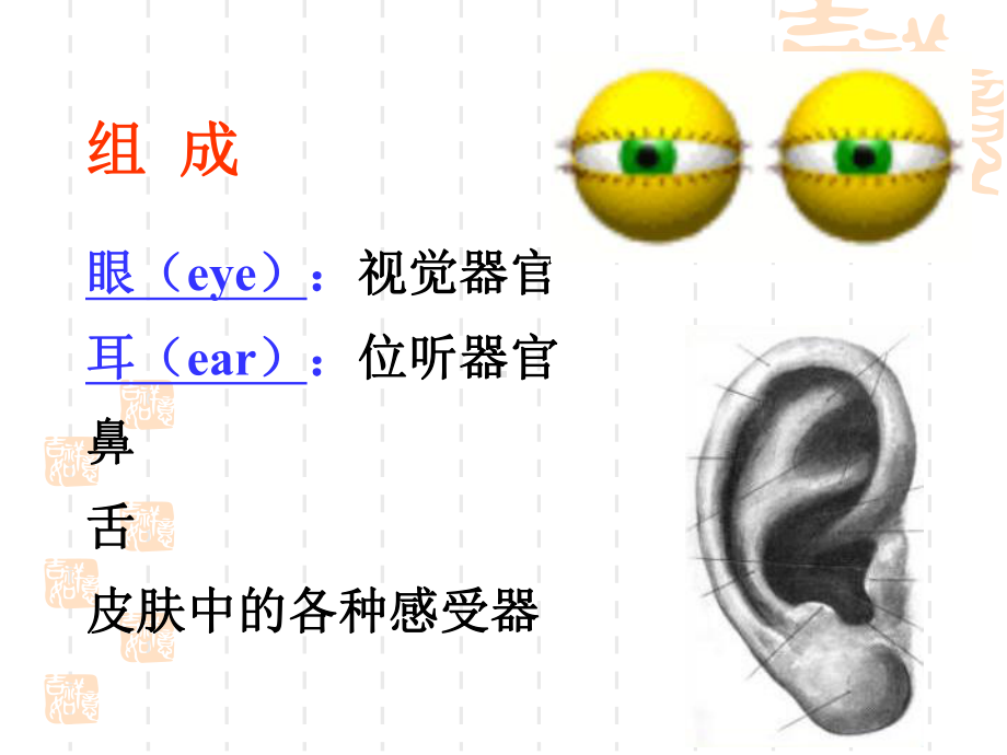 感觉器组织学与胚胎学课件.ppt_第2页