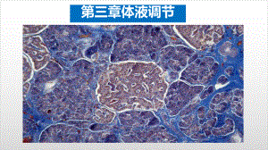 新教材《激素与内分泌系统》实用课件人教版1.pptx