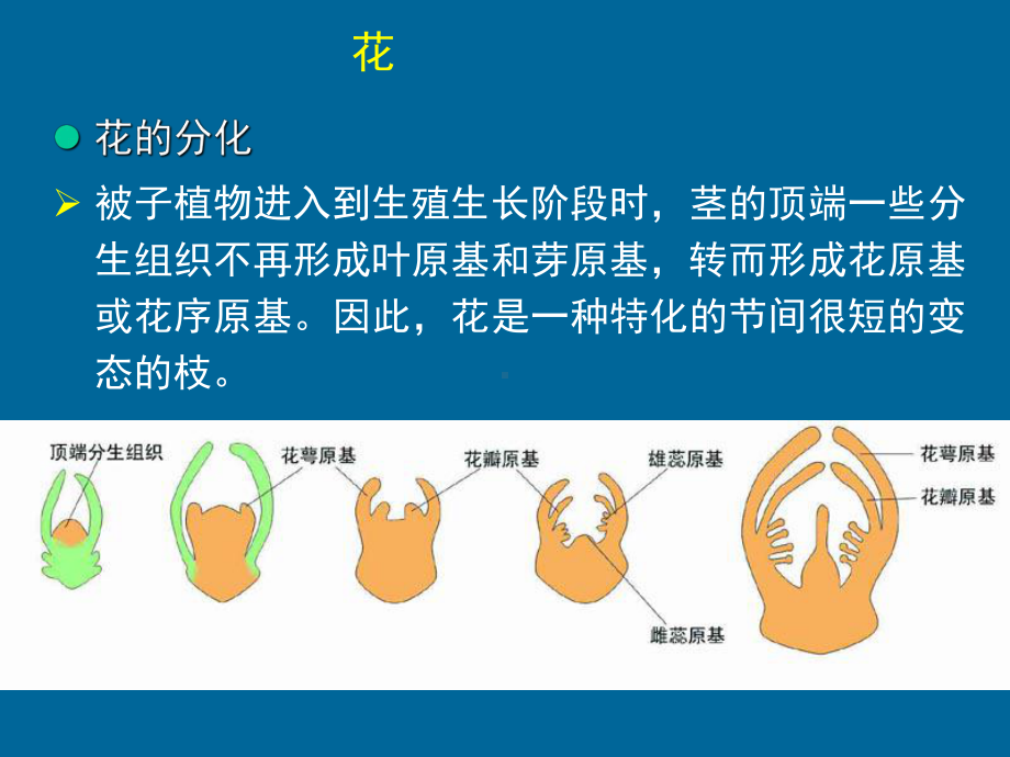 植物形态学植物的花、果实课件.ppt_第1页