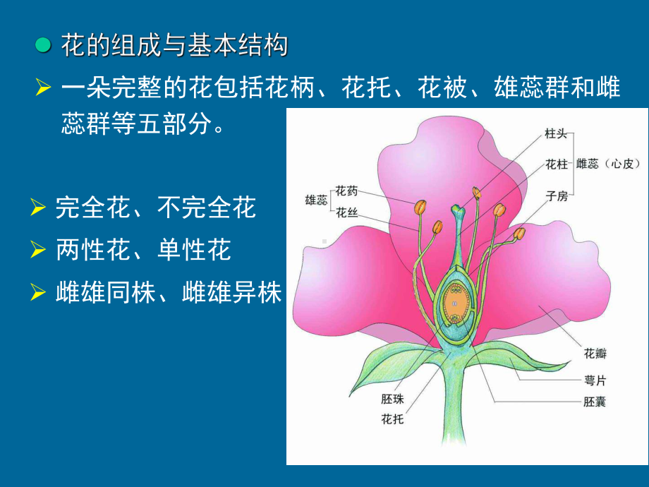 植物形态学植物的花、果实课件.ppt_第2页