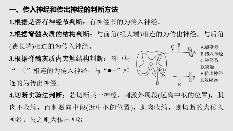 高二上学期生物人教版必修3-第2章 微专题二　兴奋的传导与传递相关要点分析 课件.pptx_第2页