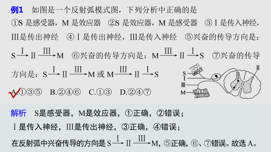 高二上学期生物人教版必修3-第2章 微专题二　兴奋的传导与传递相关要点分析 课件.pptx_第3页