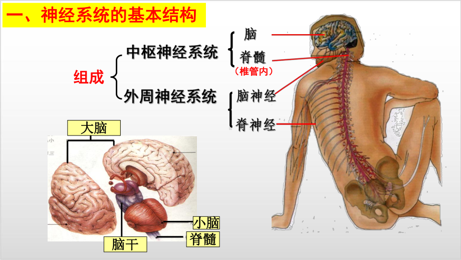 新教材《神经调节的结构基础》教学课件人教版1.pptx_第3页