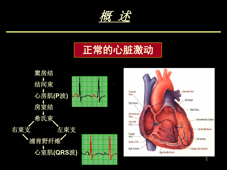 山东省立医院心律失常01课件.ppt_第2页