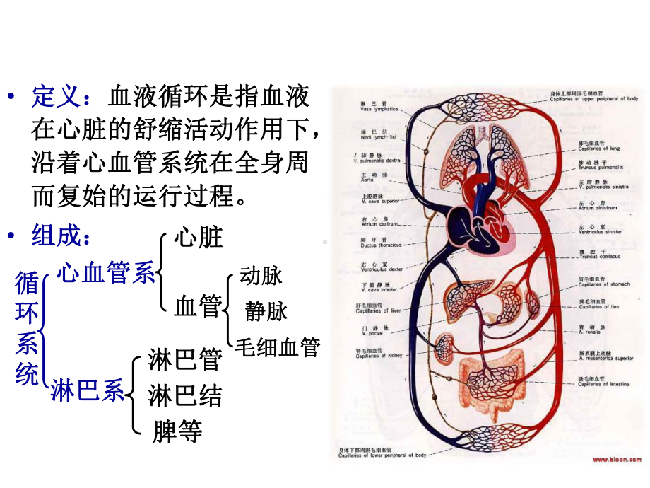 新编第六章循环系统课件.ppt_第3页