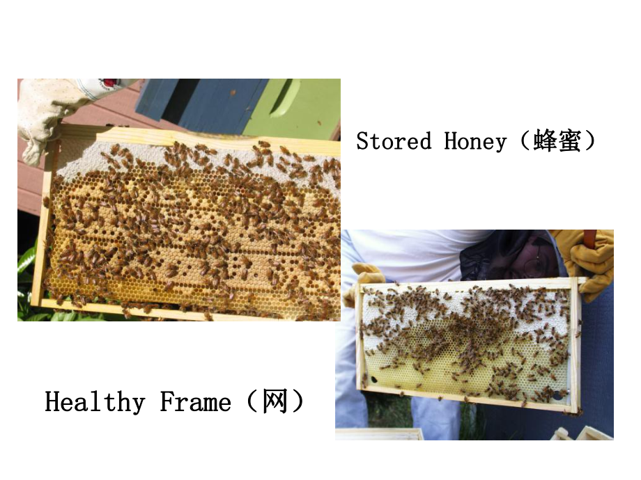 新编蜜蜂水产动物常见疫病课件.ppt_第2页