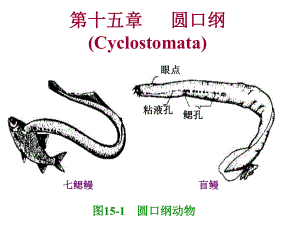 普通动物学第15章圆口纲课件.ppt