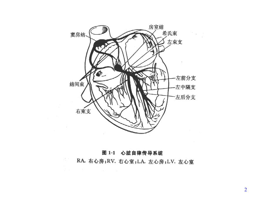 心电图基础1课件.ppt_第2页