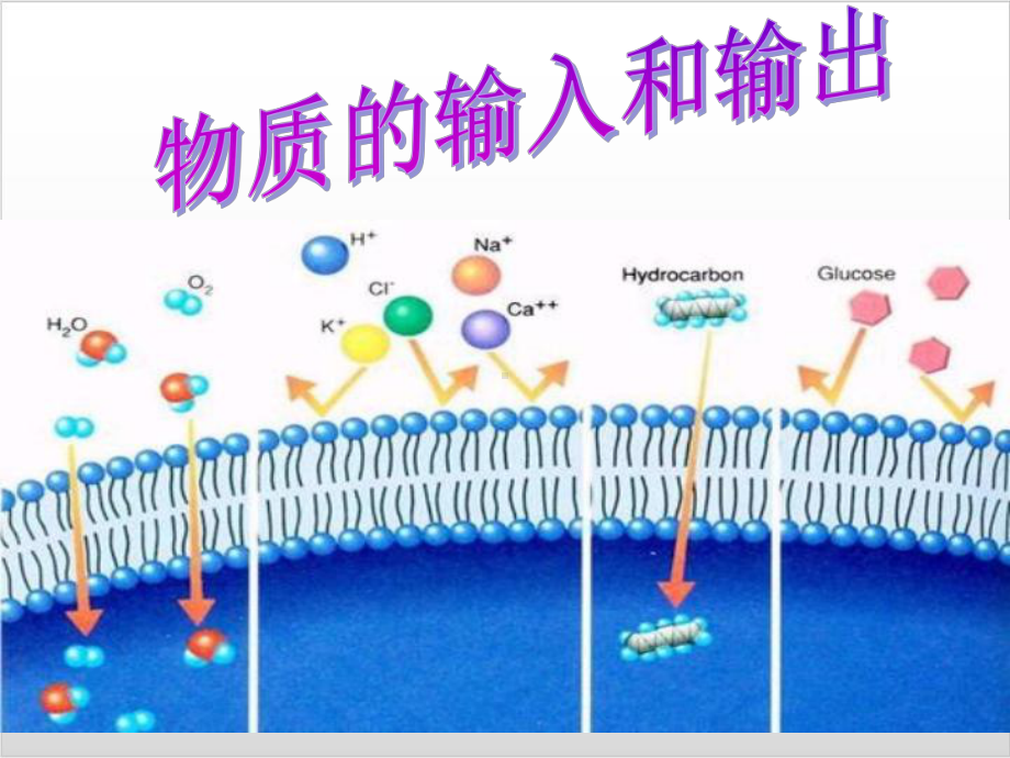 新教材《被动运输》优质课件人教版1.ppt_第1页