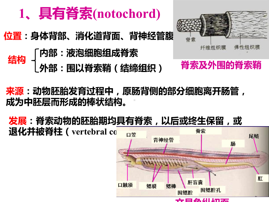 普通动物学第15章-脊索动物门课件.ppt_第3页