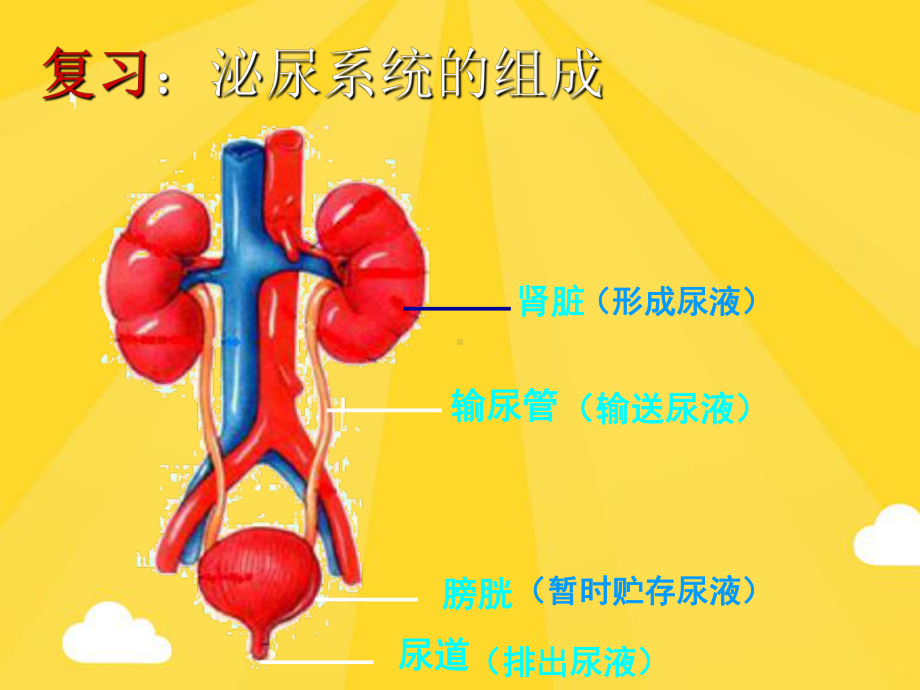 尿液的形成和排出(共15张)课件.pptx_第1页