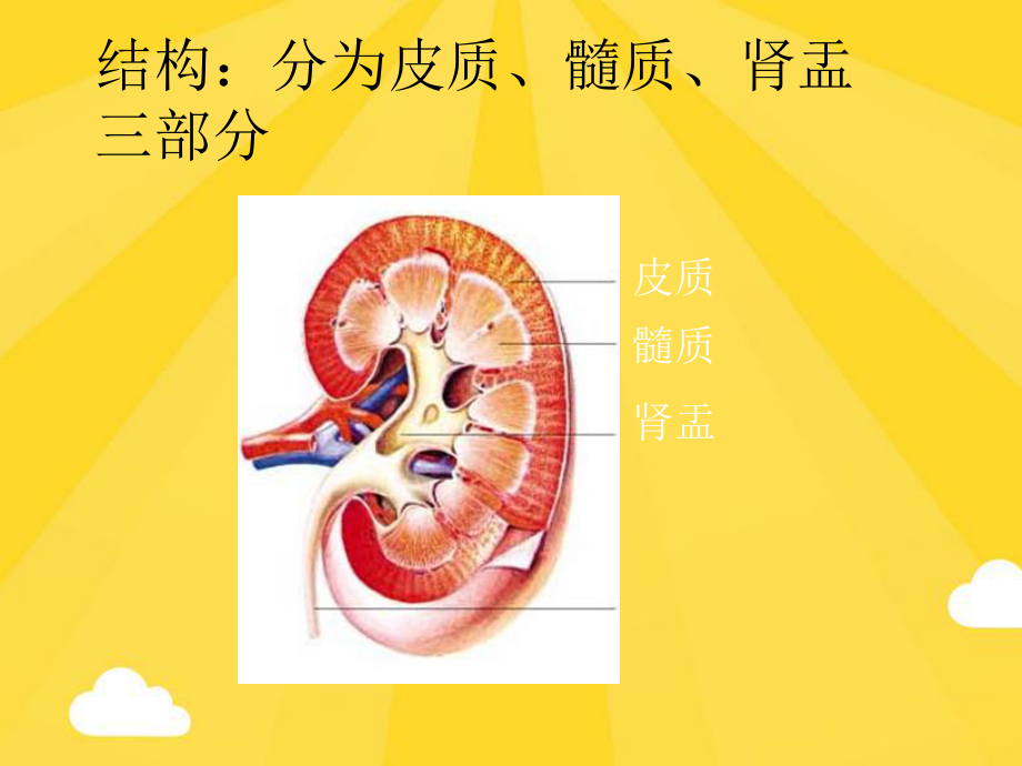 尿液的形成和排出(共15张)课件.pptx_第2页