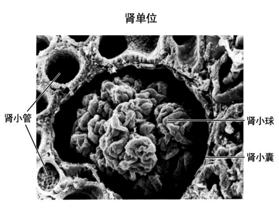 尿液的形成和排出(共15张)课件.pptx_第3页