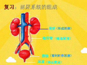 尿液的形成和排出(共15张)课件.pptx