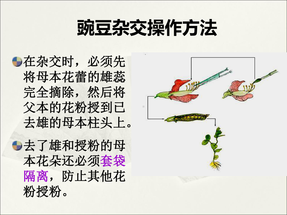 普通遗传学3分离规律课件.ppt_第2页