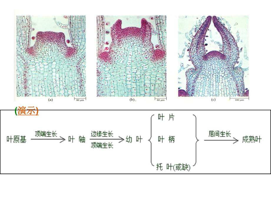 植物学叶的发生与结构课件.ppt_第2页