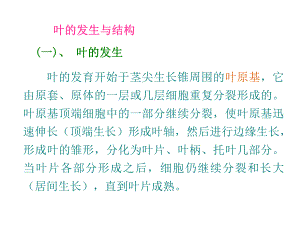 植物学叶的发生与结构课件.ppt