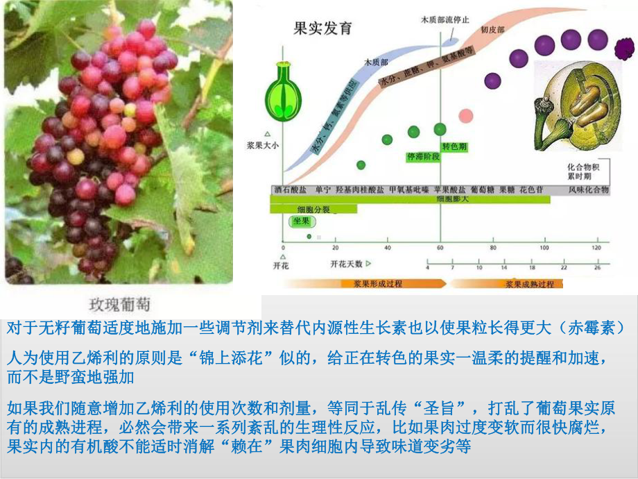 新教材《植物生长调节剂的应用》优秀课件人教版1.pptx_第2页