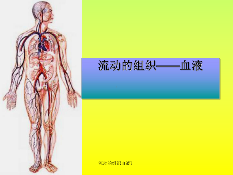 流动的组织血液》课件.ppt_第1页