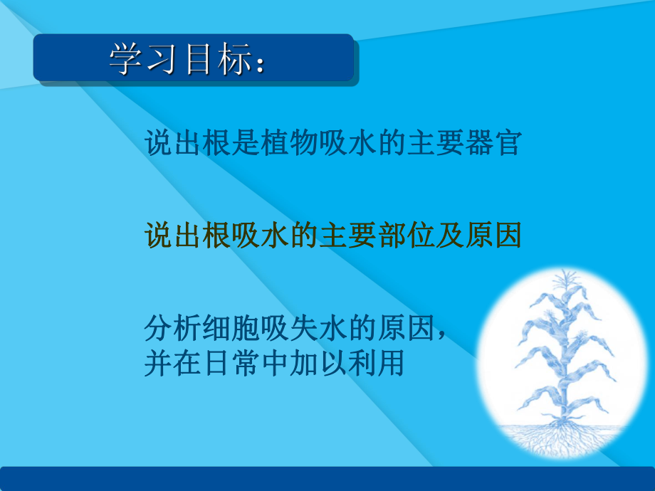 植物对水分的吸收PPT课件1-冀教版优秀课件.ppt_第3页