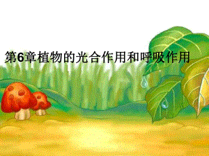 植物的光合作用和呼吸作用课件PPT.ppt