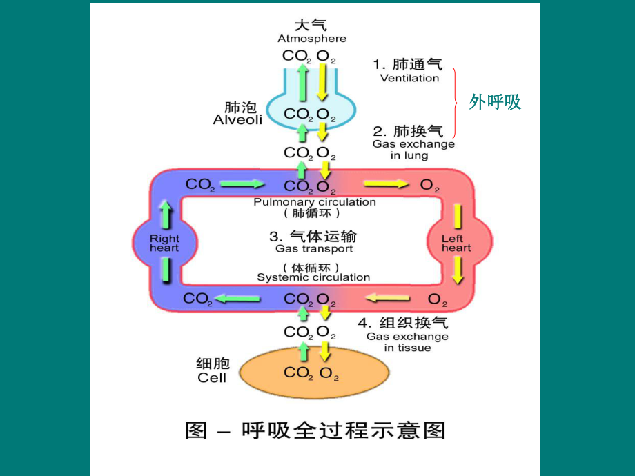 家畜生理学第五章呼吸课件.ppt_第3页