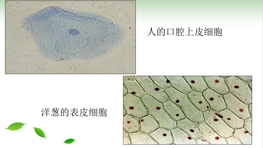 新人教细胞核的结构和功能课件.ppt_第3页