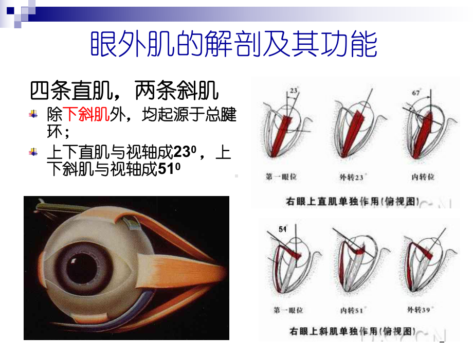 斜视和弱视中山眼科中心课件.ppt_第2页