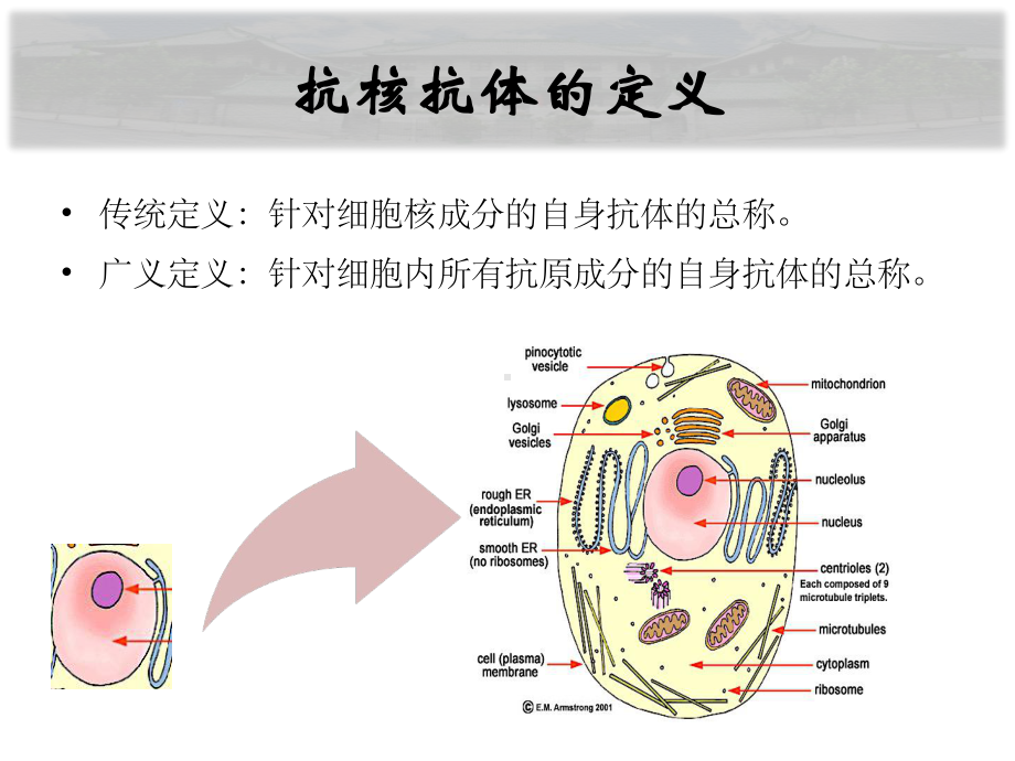 抗核抗体检测与临床应用课件.ppt_第2页