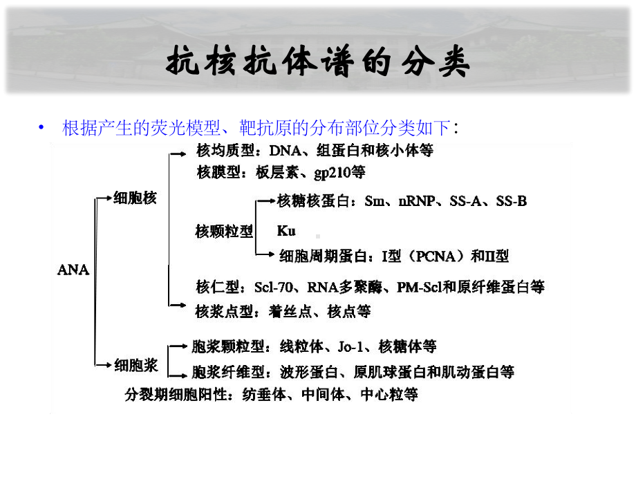 抗核抗体检测与临床应用课件.ppt_第3页