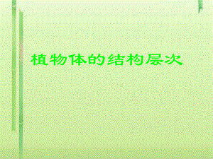 植物体的结构层次PPT课件-人教版.ppt