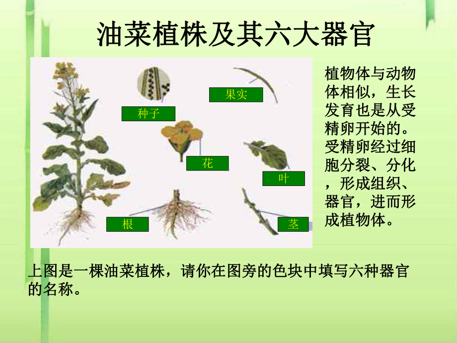 植物体的结构层次PPT课件-人教版.ppt_第2页