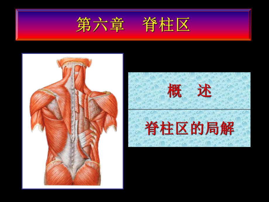 局部解剖第六章脊柱区课件.ppt_第2页