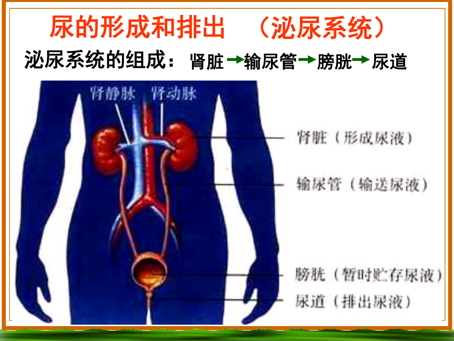 尿的形成浙教版课件.ppt_第3页