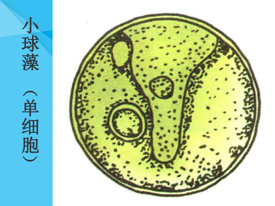 水中的藻类植物PPT课件2-苏科版优秀课件.ppt_第3页