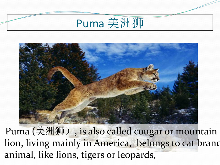 新概念二Lesson1APumaatLarge(共45张)课件.ppt_第2页