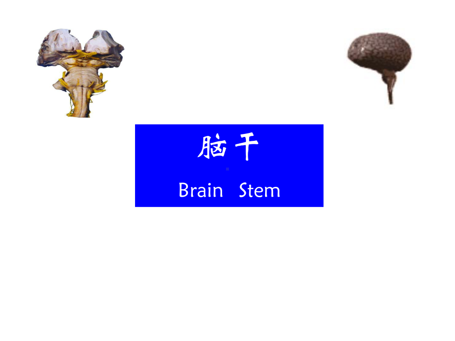 断层解剖学脑干精品课件.ppt_第1页