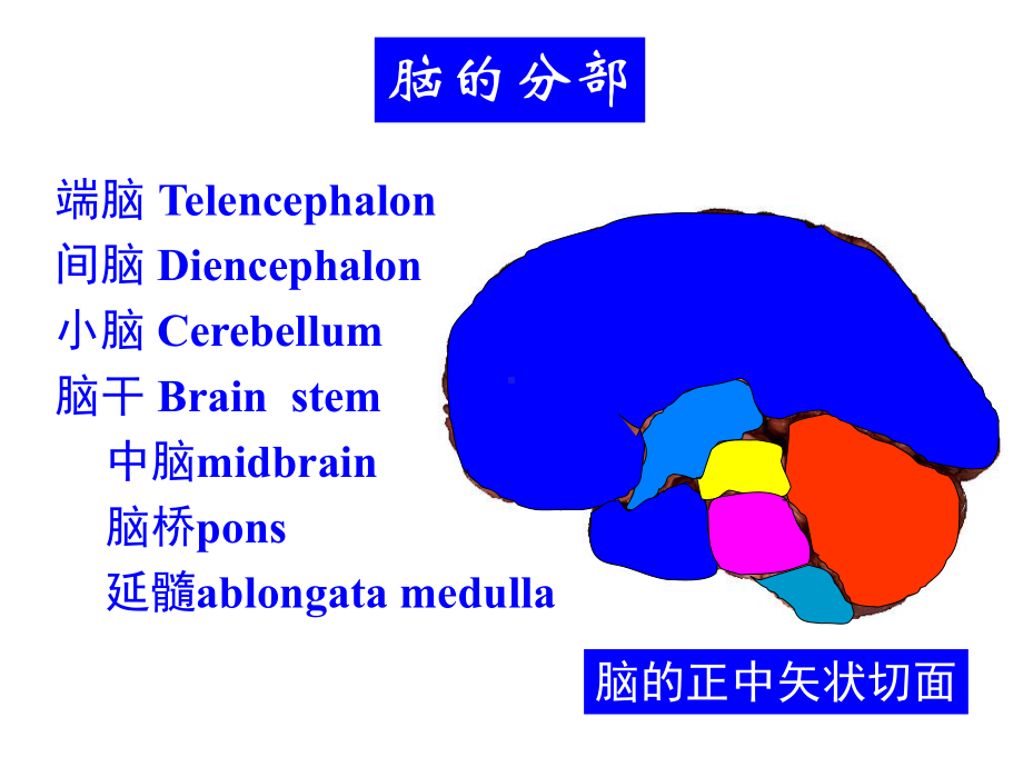 断层解剖学脑干精品课件.ppt_第3页