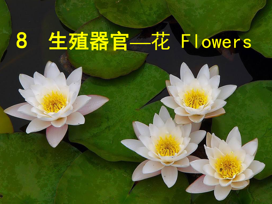 植物学生殖器官—花课件.ppt_第1页