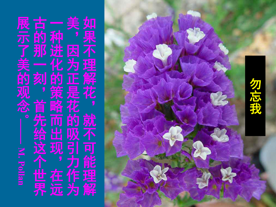 植物学生殖器官—花课件.ppt_第3页