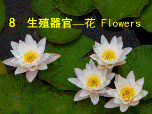 植物学生殖器官—花课件.ppt