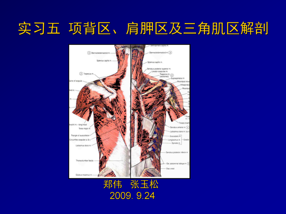 新编项背区、肩胛区及三角肌区解剖课件.ppt_第1页