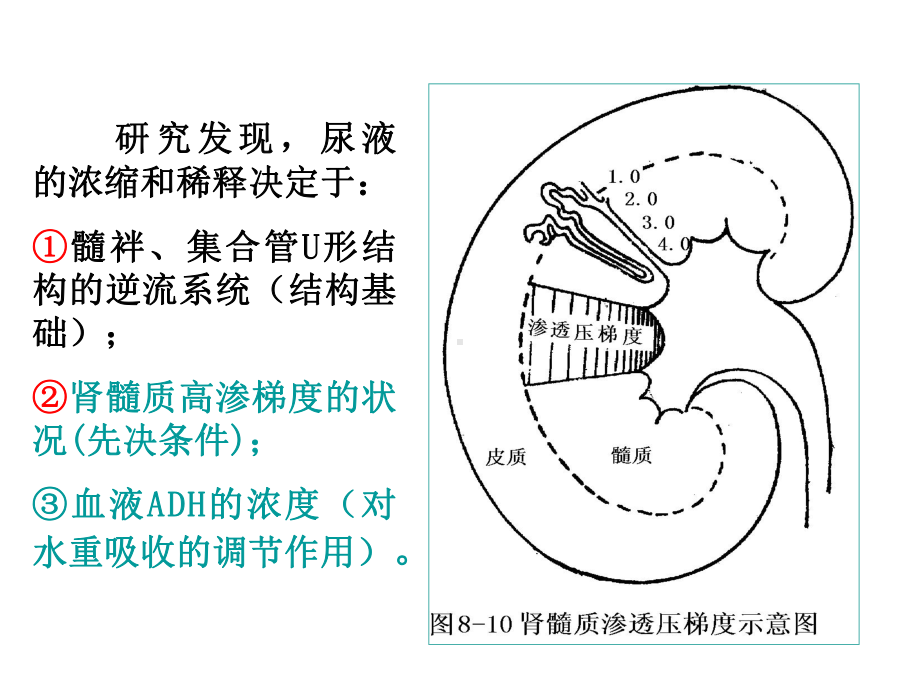 尿液浓缩、稀释的过程和机制课件.ppt_第1页