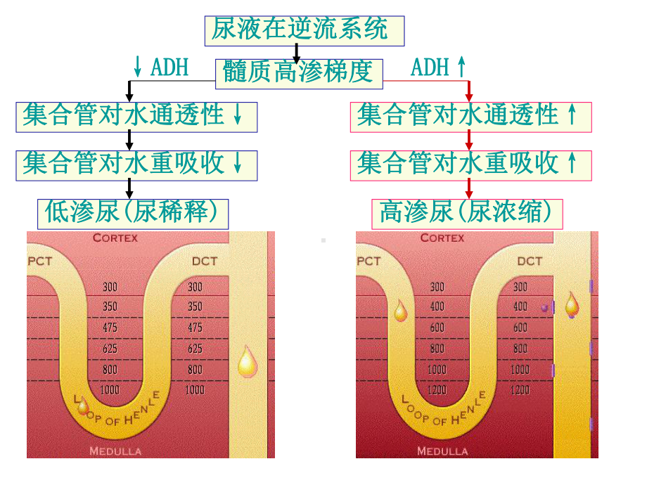 尿液浓缩、稀释的过程和机制课件.ppt_第2页