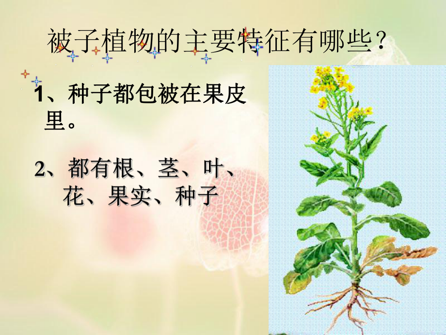 没有种子的植物43张幻灯片.ppt_第1页