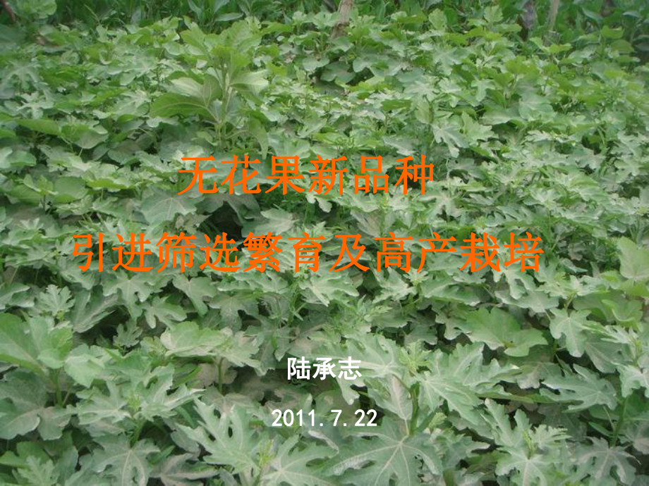 无花果新品种引进筛选繁育及高产栽培课件.ppt_第1页