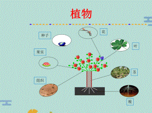 植物生长环境第一章第二章(“土壤”)共80张课件.pptx