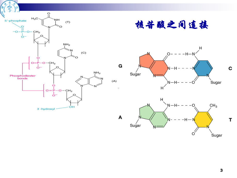 核酸分子杂交(1)讲解课件.ppt_第3页