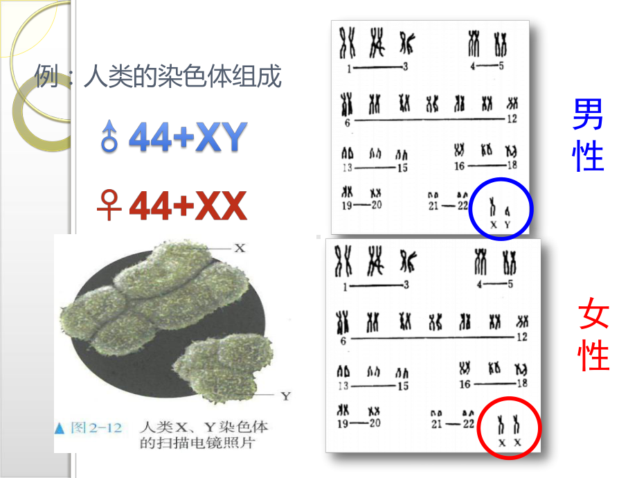 新教材《伴性遗传》课件人教版1.pptx_第3页